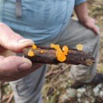 Heterotextus pezizformis (Golden Jelly Bells)