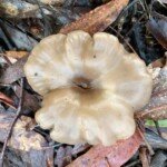 Singercybe clitocyboides (Kaimai Bush)
