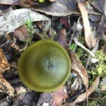 Cortinarius austrovenetus (Green Skinhead)