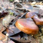 Cortinarius species. (Alison would need to see the underside lamella to make a definitive identification.)