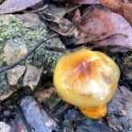 Cortinarius sinapicolor (Slimy Yellow Cortinar)