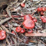 Cortinarius species. (Alison would need to see the underside lamella to make a definitive identification.)