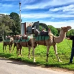 There were camel rides for young and old.
