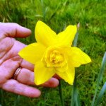 Golden Dream. (Photo: Tim Bach)