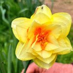 Tahiti. (Photo: Robyn Rogers)