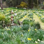 A field of happiness. (Photo: Robyn Rogers)