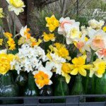 A collection of some of Verna's Daffodils. (Photo: Robyn rogers)