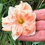 Nectar, the most rare daffodil in Verna's collection. (Photo: Robyn Rogers)