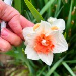 Dengladesh. (Photo: Robyn Rogers)