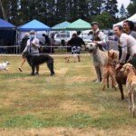 Daylesford Dog Championship. (Photo: Lisa Gervasoni)
