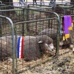 Sheep Champions. (Photo: Lisa Gervasoni)