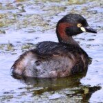 Australasian Grebe breeding plumage. (Photo: VIR Craven)