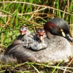 Grebe chicks, three days old, nestle on their parents back. (Photo: VIR Craven)