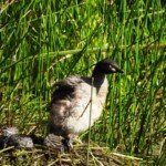 Parent and chicks at three days old on their nest. (Photo: VIR Craven)