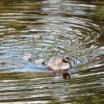 Grebe chicks at three days old going for a swim with parent. (Photo: VIR Craven)