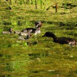 Feeding time for three day old chicks. (Photo: VIR Craven)