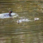 Parent and four chicks at three days old. (Photo: VIR Craven)