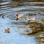 Three chicks at 18 days old. Their parents had abandoned them a few days earlier. (Photo: VIR Craven)