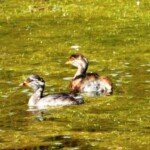 Two chicks at five weeks old. The smallest of the three did not survive the storms on Christmas eve. (Photo: VIR Craven)