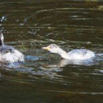 Playful chicks chasing each other at six and a half weeks. (Photo: VIR Craven)