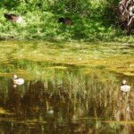 Two chicks at eight and a half weeks are dwarfed by the Pacific Black ducks on shore. (Photo: VIR Craven)