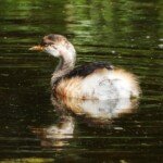 Darker bronzed chick at eight and a half weeks. It probably flew off a few days later. (Photo: VIR Craven)