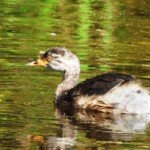 Lighter grey chick at eight and a half weeks left a couple of days after its sibling. (Photo: VIR Craven)
