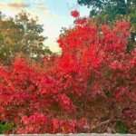 (Photo: Julie Higgs)