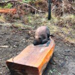 Timber for the log seats, manna gum sculpture and artwork is from nfp enterprise DJAARA Timbers. (Photo supplied)