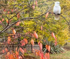 Last of the Autumn colour: Scott Jones